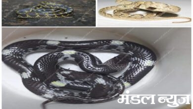 Snake-Amravati-Mandal