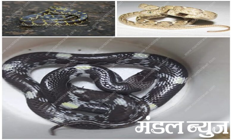 Snake-Amravati-Mandal