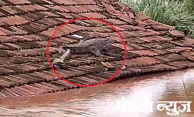 crocodile-amravati-mandal