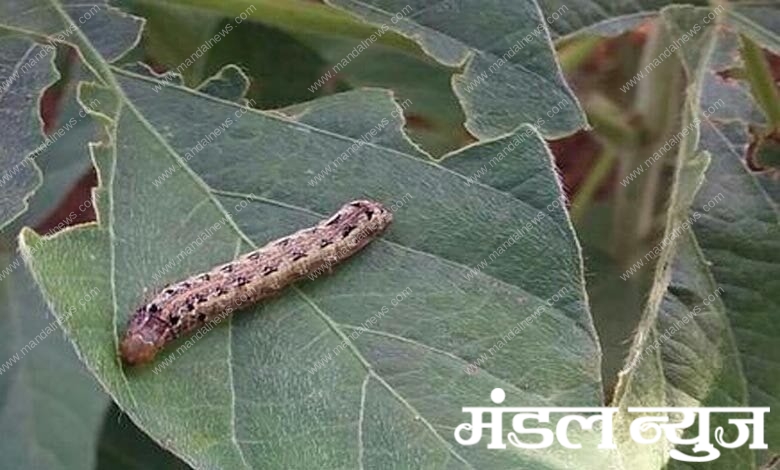 larva-amravati-mandal