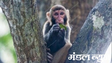 monkey-amravati-mandal
