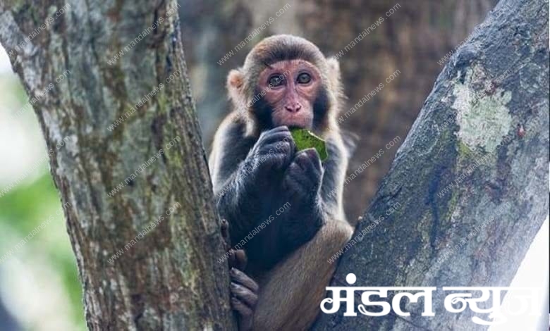 monkey-amravati-mandal