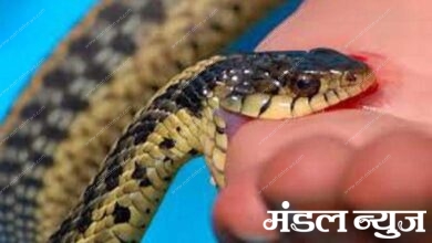 snake-amravati-mandal