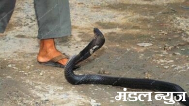 snake-bite-amravati-mandal