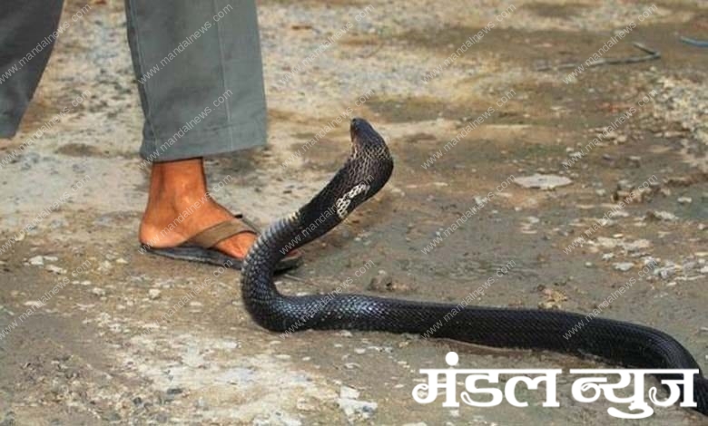 snake-bite-amravati-mandal