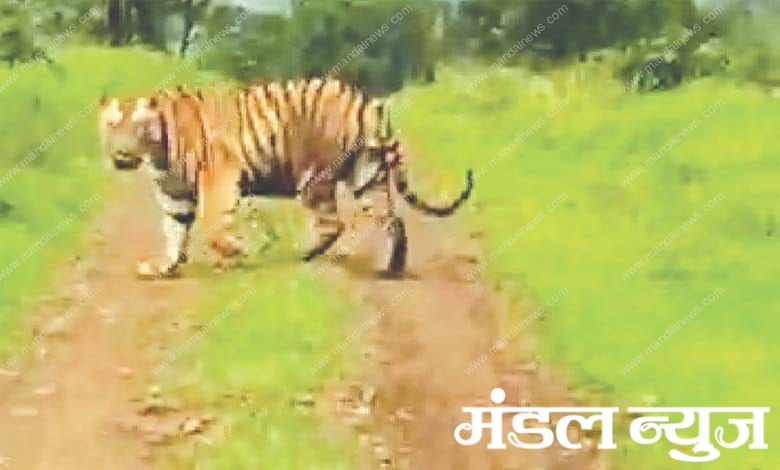 tiger-amravati-mandal