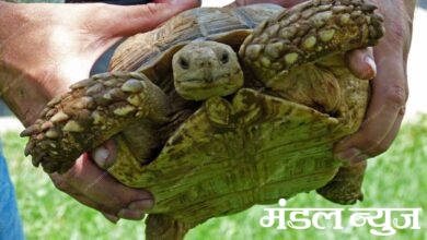 turtle-amravati-mandal