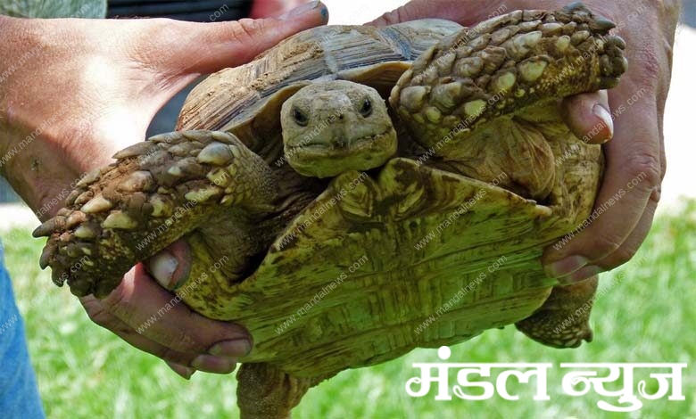 turtle-amravati-mandal