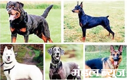Dogs-amravati-mandal