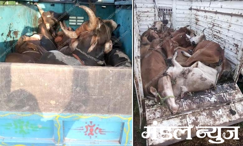 cow-smuggling-amravati-mandal