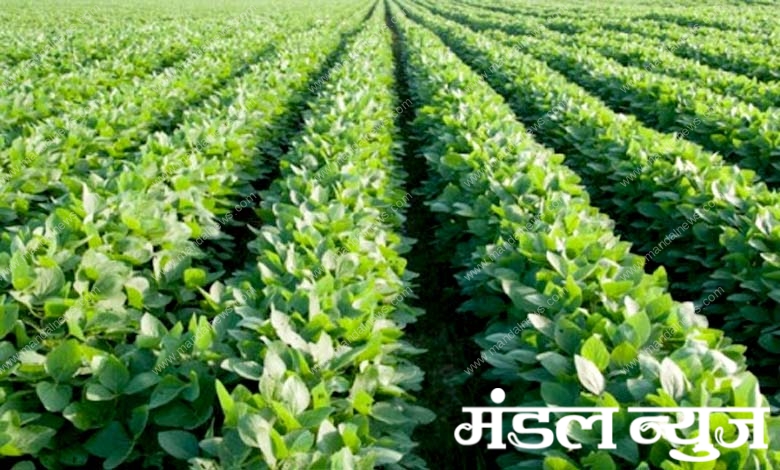 Soybean-Crop-amravati-mandal