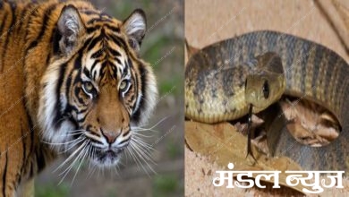 Tiger-Snake-Amravati-Mandal