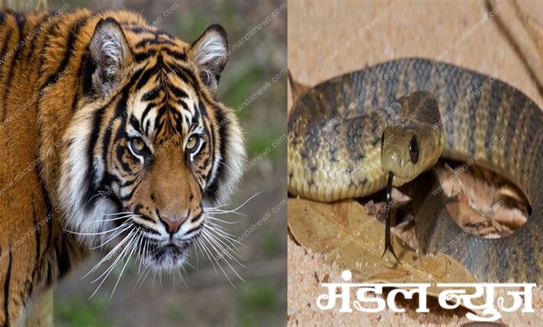 Tiger-Snake-Amravati-Mandal