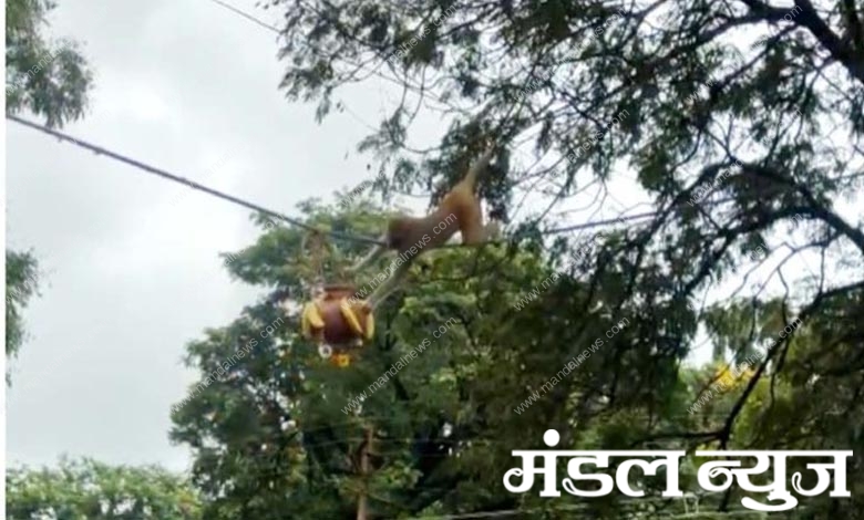 dahihandi-monkey-amravati-mandal