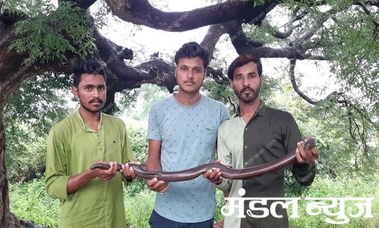 mandul-snake-amravati-mandal