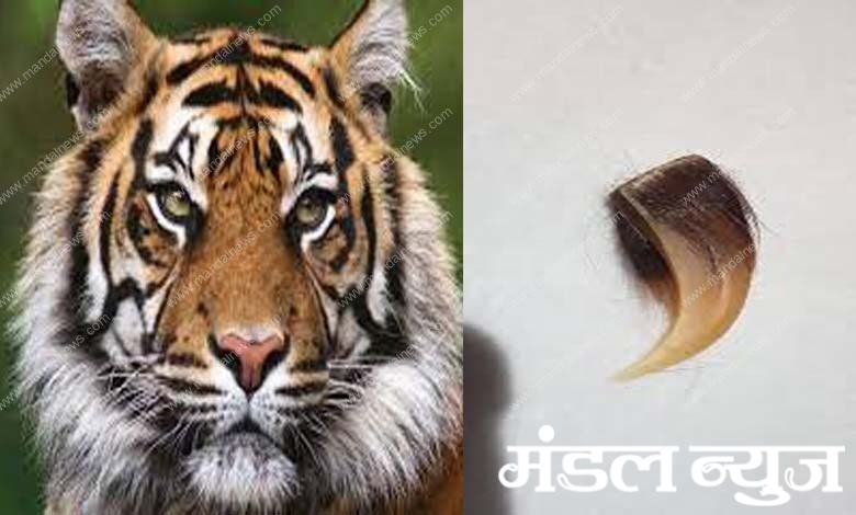 tiger-amravati-mandal