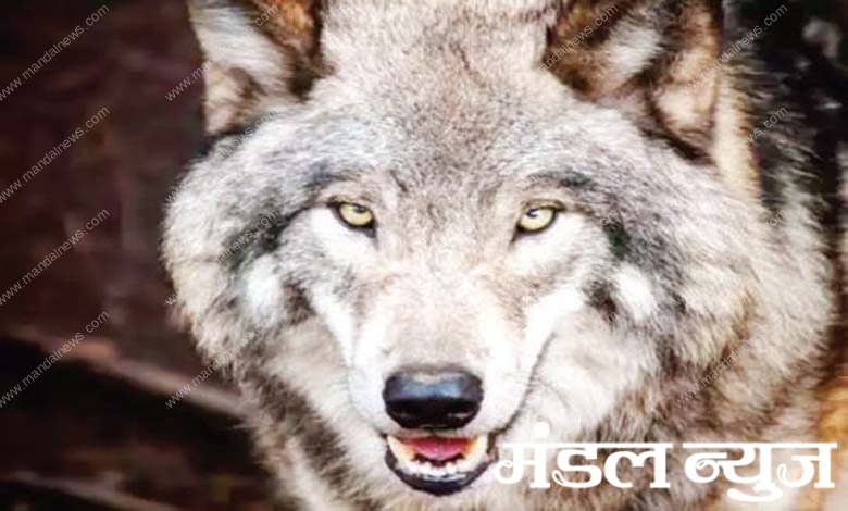 wolf-amravati-mandal