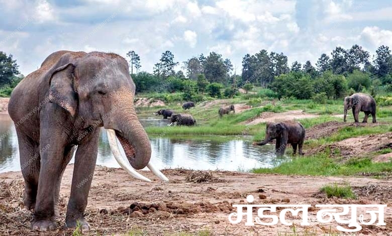 elephant-amravati-mandal