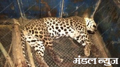 Leopard-death-audit-amravati-mandal
