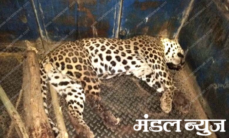 Leopard-death-audit-amravati-mandal