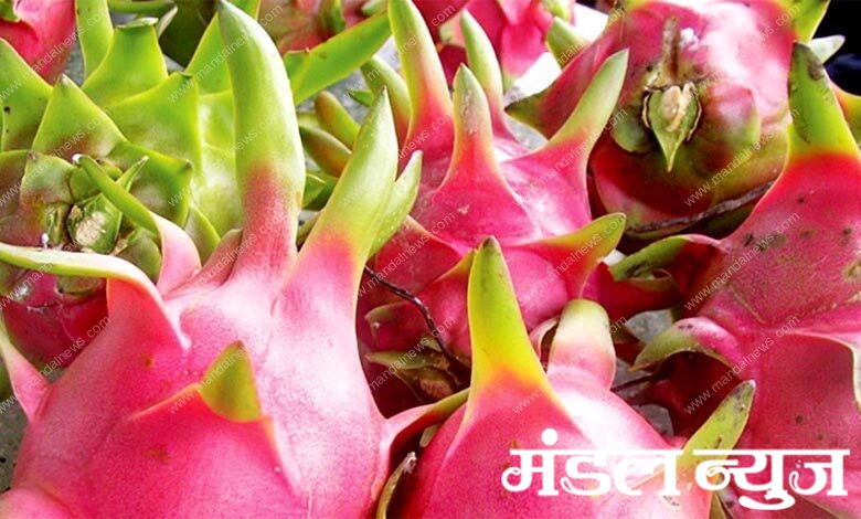 Dragon-Fruit-amravati-mandal