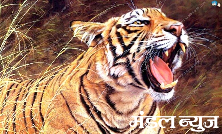 tiger-amravati-mandal