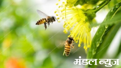 Honeybee-Amravati-Mandal