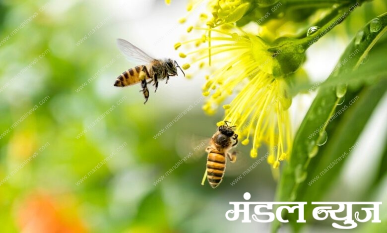 Honeybee-Amravati-Mandal