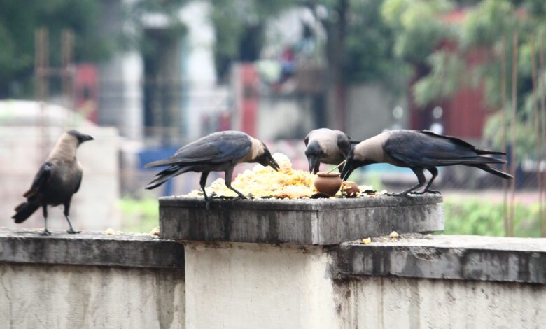 photo-caption-amravati-mandal