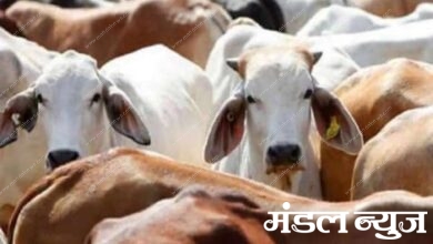 cow-amravati-mandal