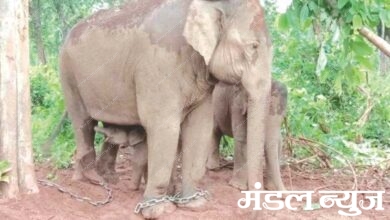 elephant-amravati-mandal