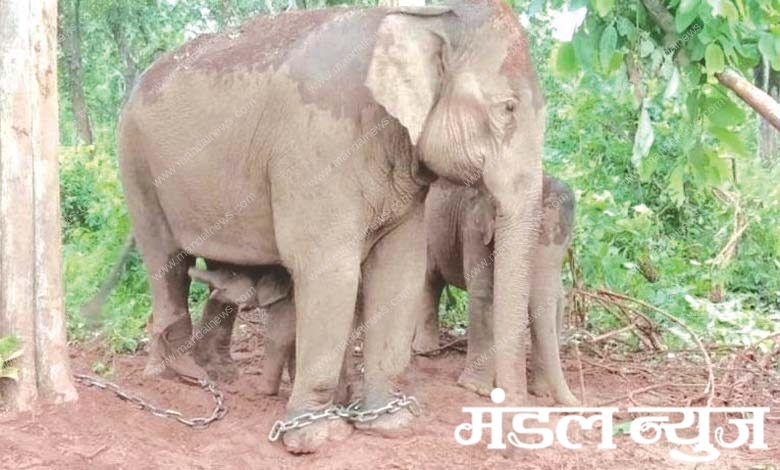 elephant-amravati-mandal