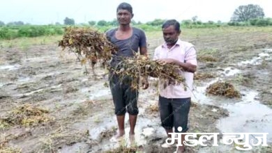Harm-of-Soybeans-amravati-mandal