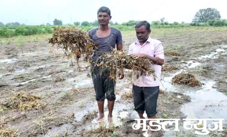 Harm-of-Soybeans-amravati-mandal