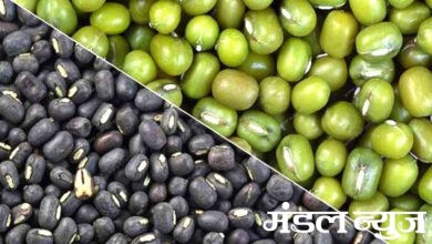 moong-urad-amravati-mandal