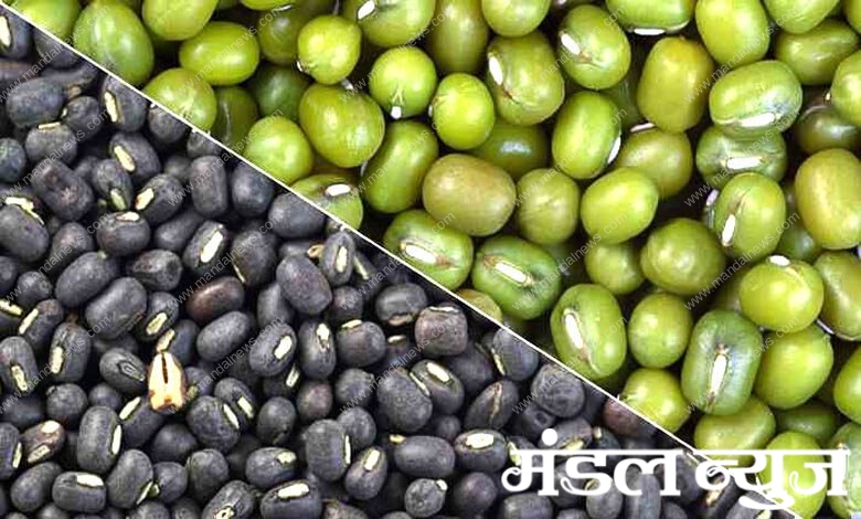 moong-urad-amravati-mandal