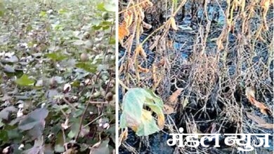 Soybean-and-cotton-crop-damage-amravati-mandal