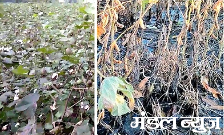 Soybean-and-cotton-crop-damage-amravati-mandal