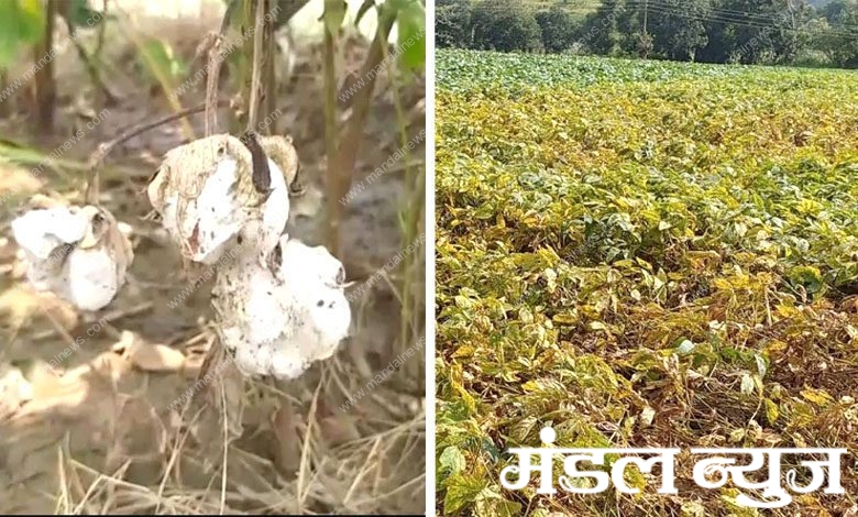 Soybean-and-cotton-crop-damage-amravati-mandal