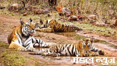 Wildlife-Amravati-Mandal