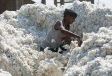 cotton-amravati-mandal
