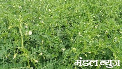 Crops-amravati-mandal