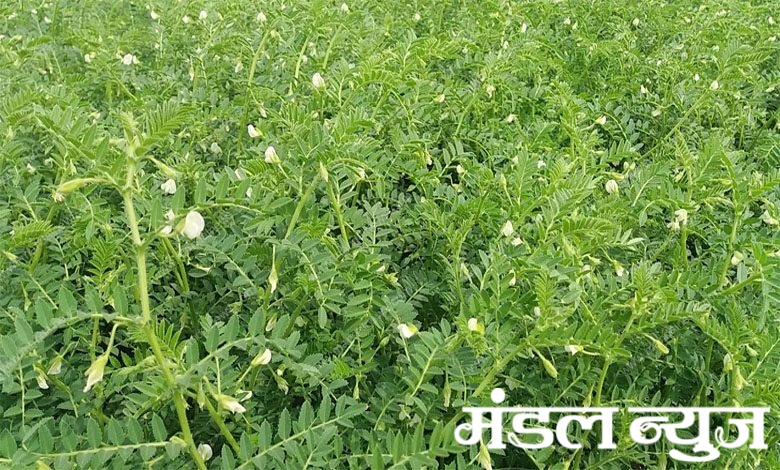 Crops-amravati-mandal