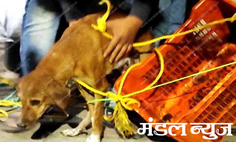 Dog-amravati-mandal