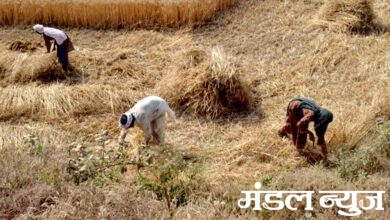 Crops-amravati-mandal