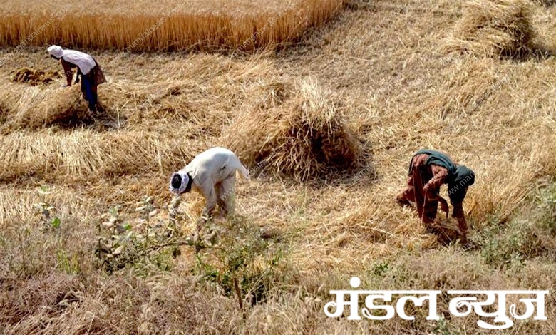 Crops-amravati-mandal