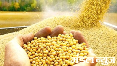 Soybean-amravati-mandal