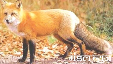 Fox Attack-Amravati-Mandal