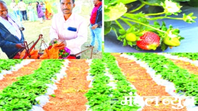 Strawberry-Harvest-amravati-mandal