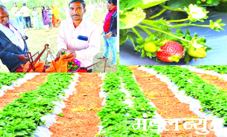 Strawberry-Harvest-amravati-mandal